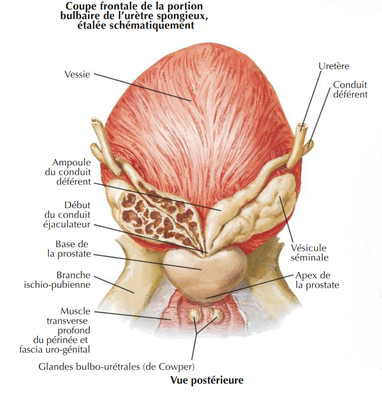 netter vésicules séminales vue post.png