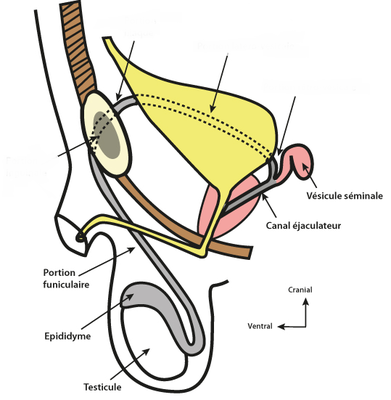schéma vésicules vue sagittale.png