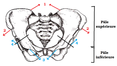 axe pelvis 2.png