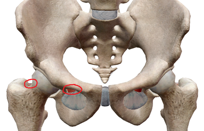 obturateur interne.png