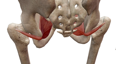 coude obturateur interne.png