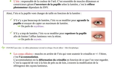 accomodation vs réflexe photomoteur.jpg