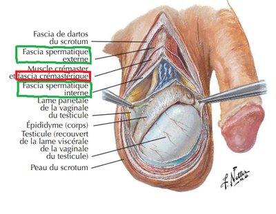 fascia crémastique.png