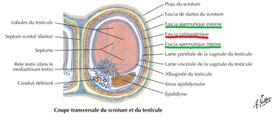 fascia crémastique coupe transversale.png