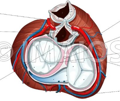 Capture vue supérieure du coeur .jpg
