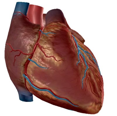 Capture 9 - coeur vue ant.jpg