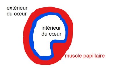 schéma très schématique d'un muscle papillaire.jpg