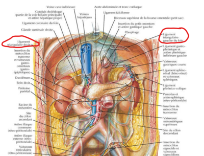 ligament triangulaire .png