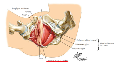 ligament ano-coccygien 1.png