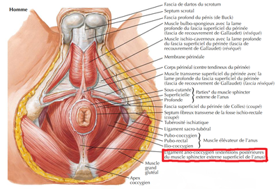 ligament ano-coccygien 2.png