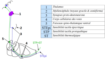Sensibilité extéroceptive.png