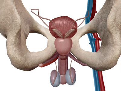 conduit déférent vue post visbile body.png