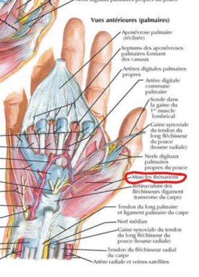 muscles thénariens .png