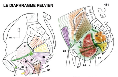étoile de Roggie.png