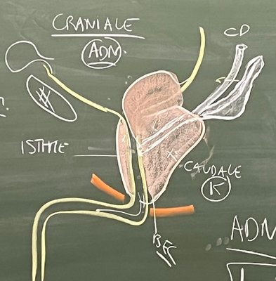 prostate crâniale caudale .jpg