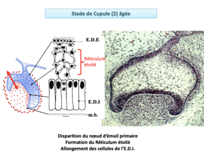 Capture d’écran 2023-03-28 à 08.03.26.png