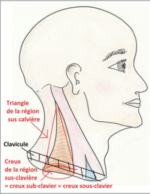 Creux sub-clavière.png