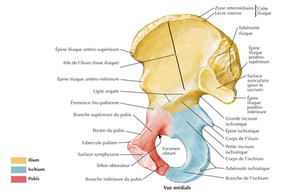 ischion ilion pubis.png