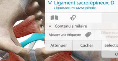 piriforme sacro-épineux.png