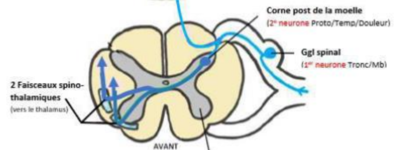 Voie thermoalgique.png