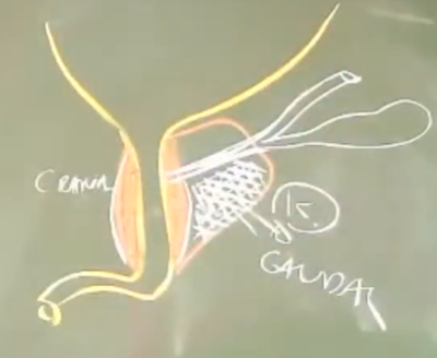 SDR prostate crâniale et caudale.png
