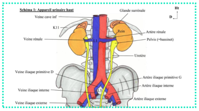 uretères et vaisseaux iliaques.png