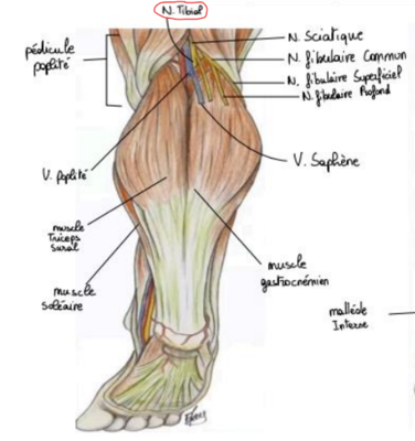 nerf tibial fosse poplitée .png