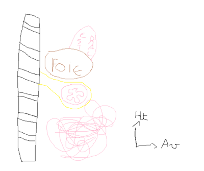 mésocolon dessin .png