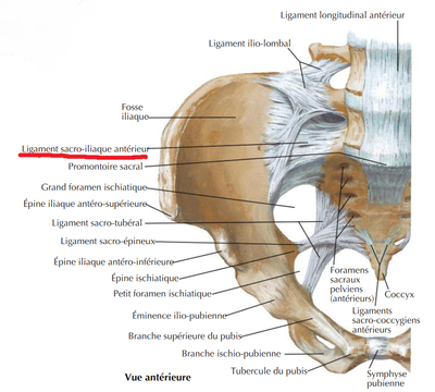 sacro-iliaque antérieur.png