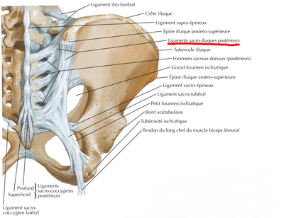 sacro-iliaque postérieur.png