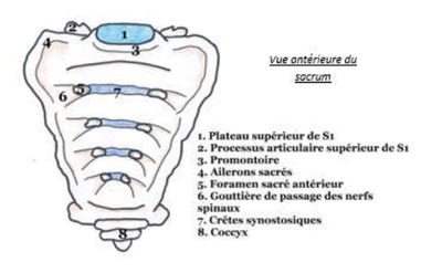 sacrum vue antérieure.png