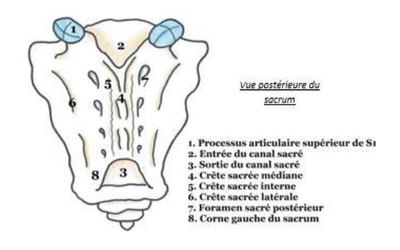 sacrum vue postérieure.png