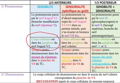 Capture ODS chaine neuronale langue.jpg