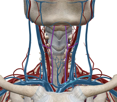 Veine jugulaire ant.png