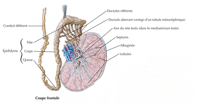 anse épidydimo-déférentielle 1.png