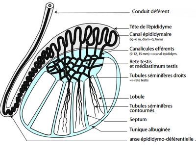 anse épidydimo-déférentielle 2.png