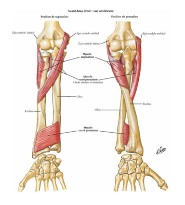 carré pronateur .png