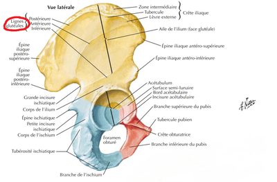 lignes glutéales.png