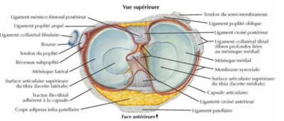 ligament croisé.png