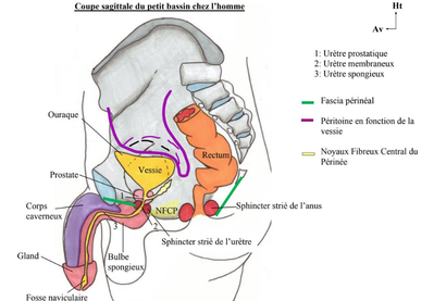 vue sagittale homme.png