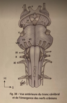 Origines apparentes.png