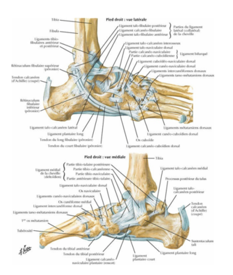 talus et tibia .png