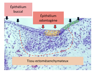 Ouvrir ODONTOGENÈSE - MAJ.png
