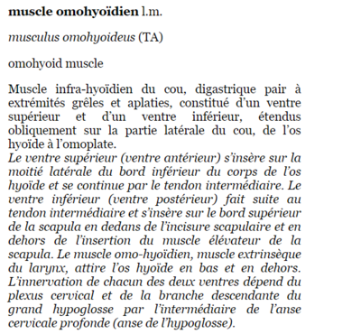 omohyoidien.png