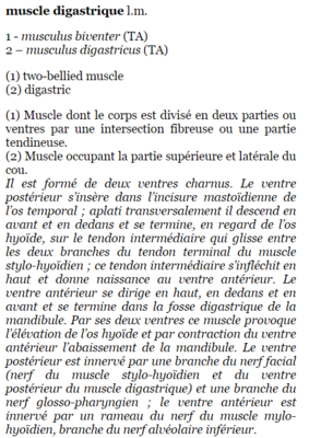 digastrique.png