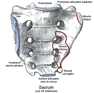 603px-Sacrum1.png