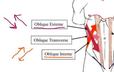 OE et OI direction des fibres.jpg