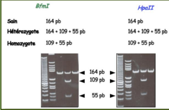 Vérification Séquençage.png