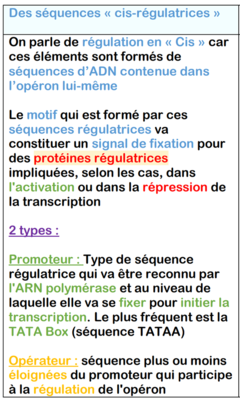Séquence cis-régulatrice.png