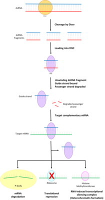 Part_of_the_RNA_interference_pathway_focusing_on_RISC.png